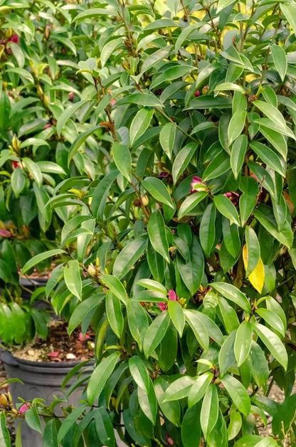 Stellar Ruby Magnolia Tree - 203024
