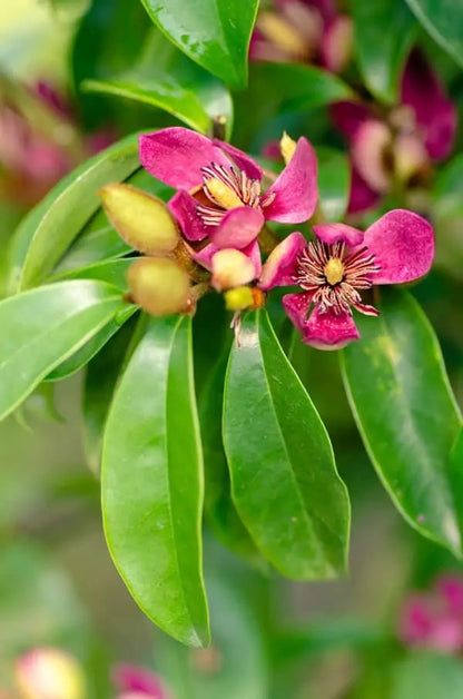 Stellar Ruby Magnolia Tree - 203024