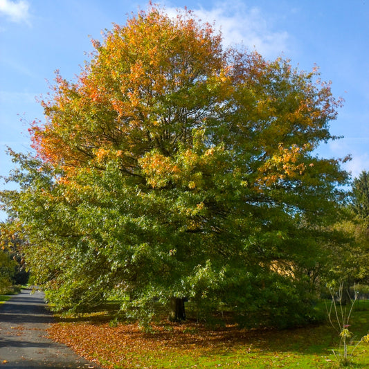B&B Pin Oak 2"