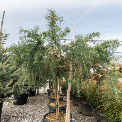 Cedrus Feeling Blue Cedar Standard 10G