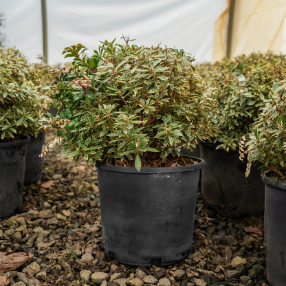 Pieris Japonica Little Heath 3 Gallon