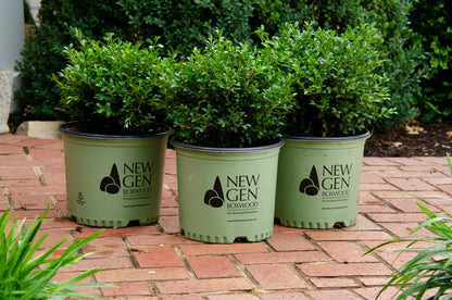 Boxwood Independence - 203047
