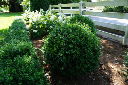 Boxwood Independence - 203047