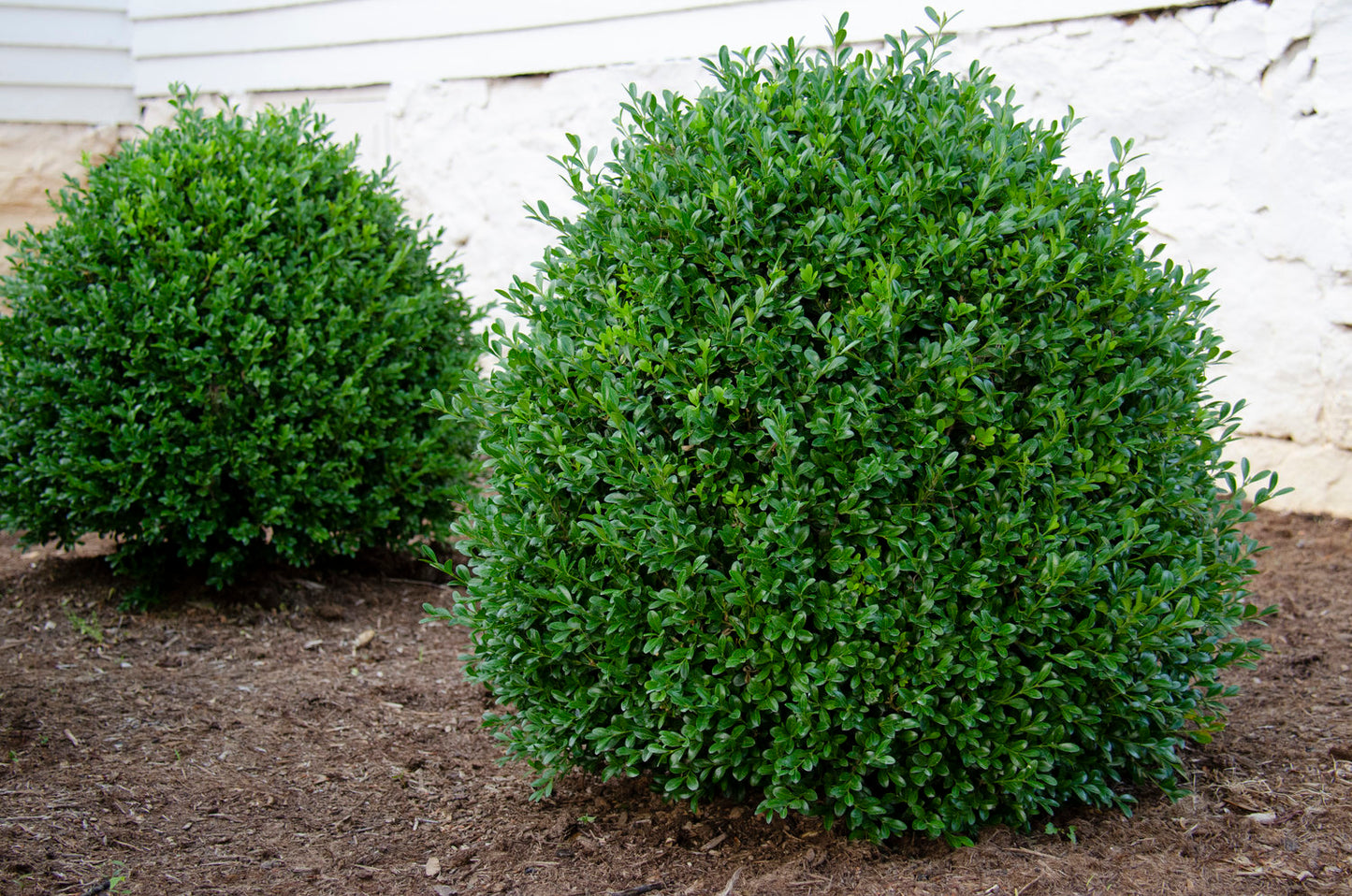Boxwood Independence - 203047
