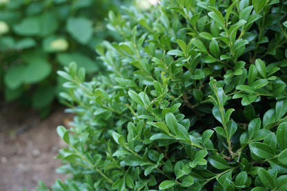 Boxwood Independence - 203047