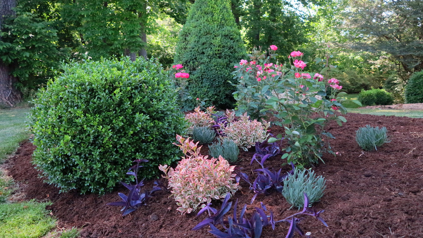 Boxwood Independence - 203047