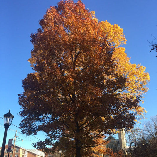 B&B RED Oak 2"