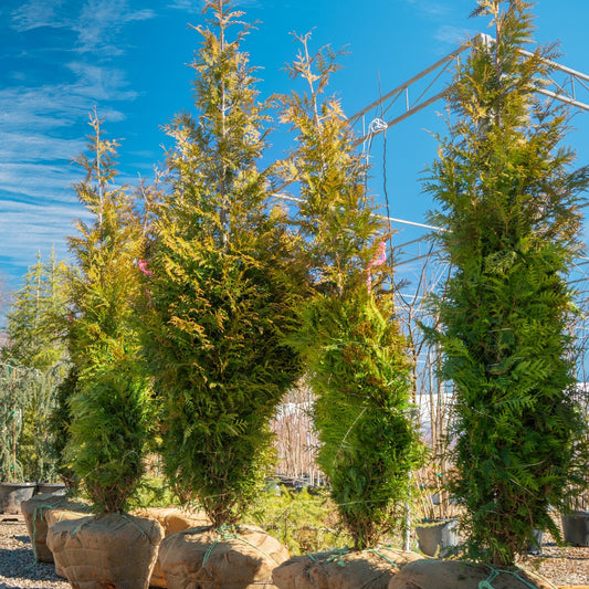 B&B Thuja Green Giant 10/12