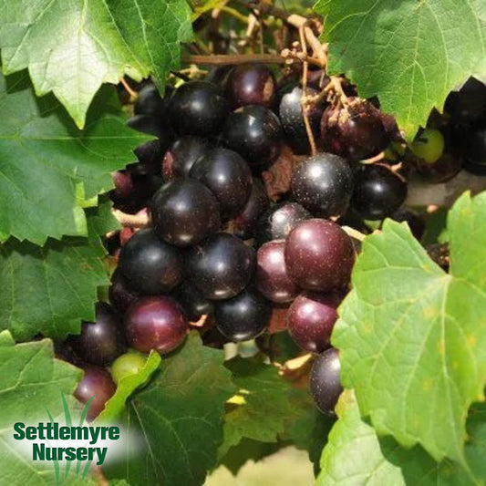 Muscadine Paulk Black 1 Gallon