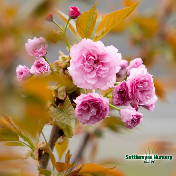 B&B Kwanzan Flowering Cherry