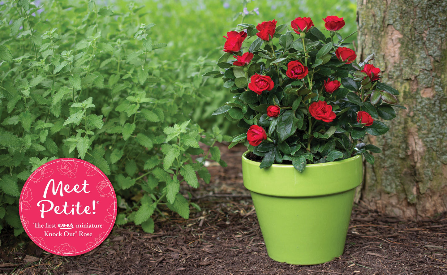 Petite Knock Out Red Rose
