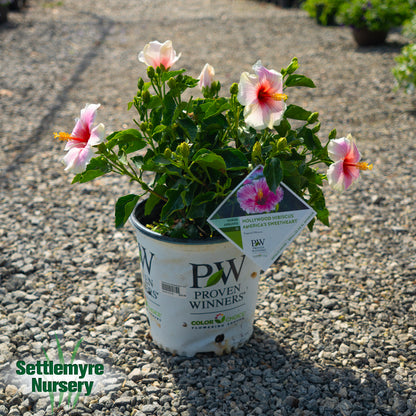 Hibiscus Americas Sweetheart 2G
