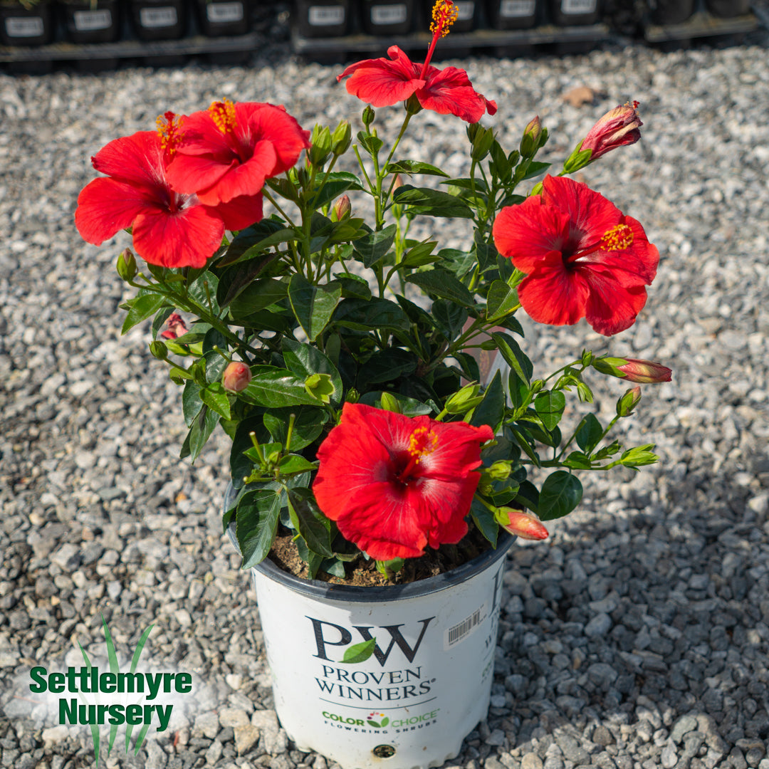Hibiscus Hot Shot 2G
