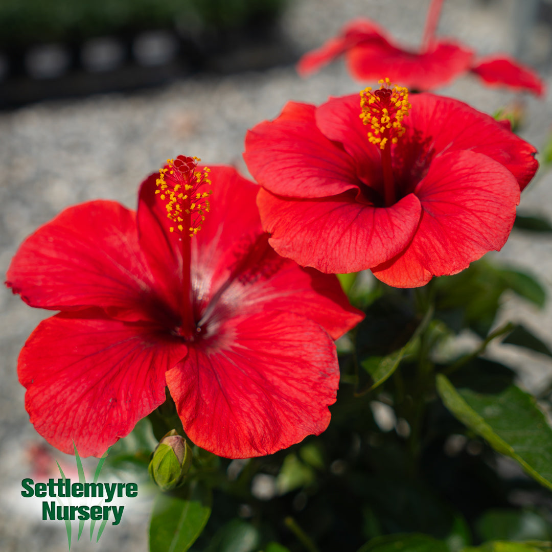 Hibiscus Hot Shot 2G