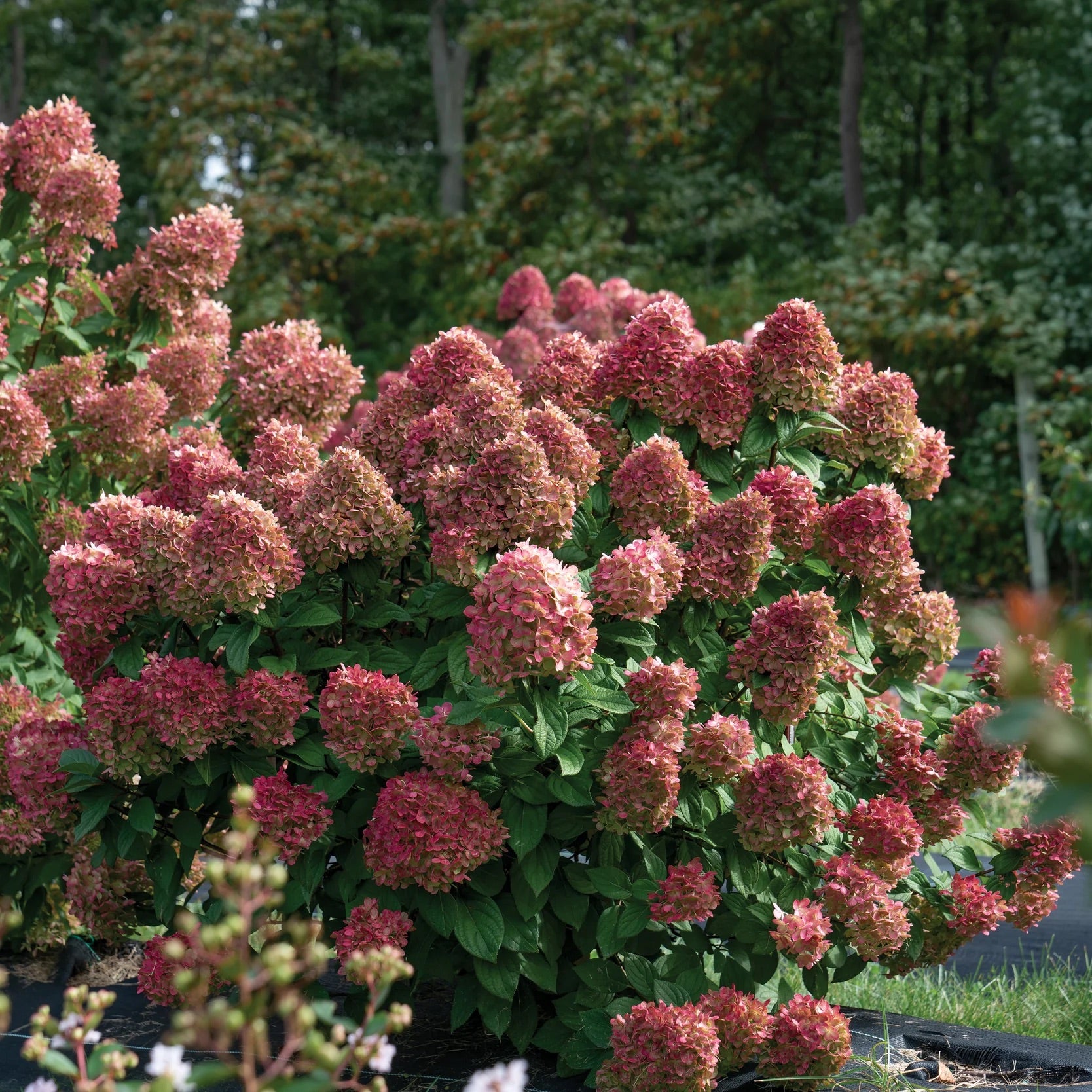 A little lime hydrangea tree with white blooms