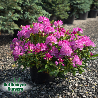 Rhododendron Roseum Elegans Purple
