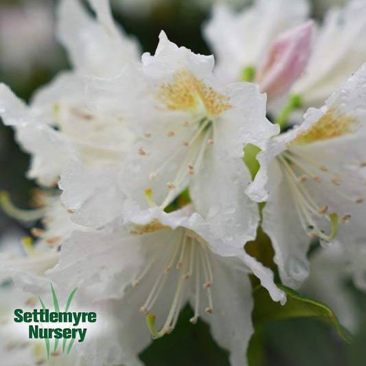 Rhododendron Cunninghams White 6G