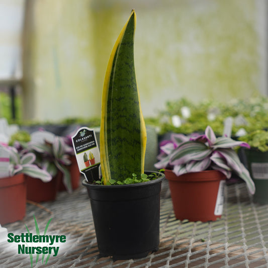 Snake Plant Whale Tail 4