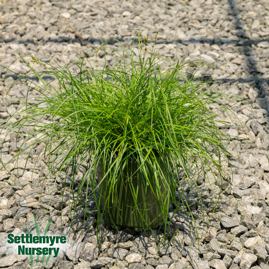 Carex Carex divulsas Ornamental Grass