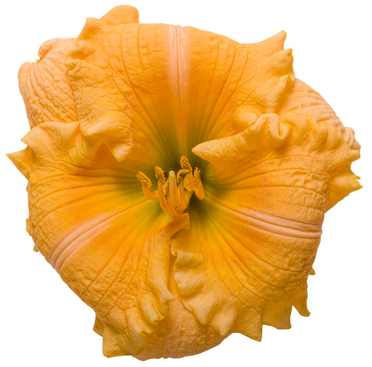 Daylily Orange Smoothie 1g