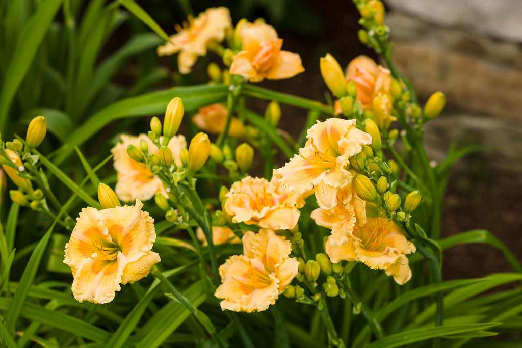 Daylily Orange Smoothie 1g