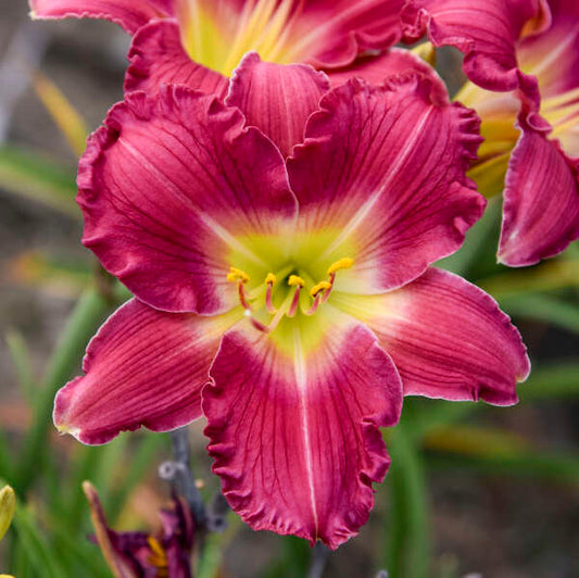 Daylily Romantic Returns 1G