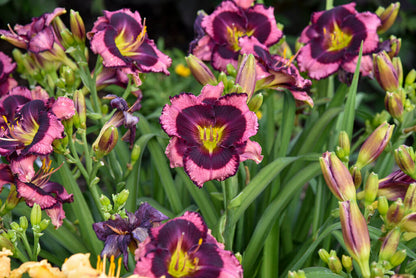 Daylily Storm Shelter 1g