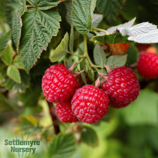 Raspberry Nova 1 Gallon