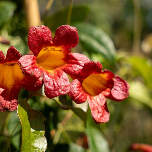 Bignonia Crossvine Dressed to Thrill 2G