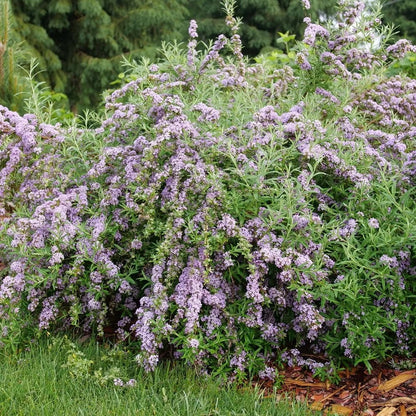 Buddleia Mop Top Fountain Butterfly 2G