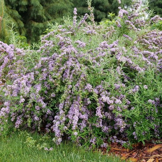 Buddleia Mop Top Fountain Butterfly 2G