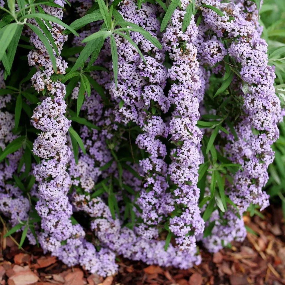 Buddleia Mop Top Fountain Butterfly 2G