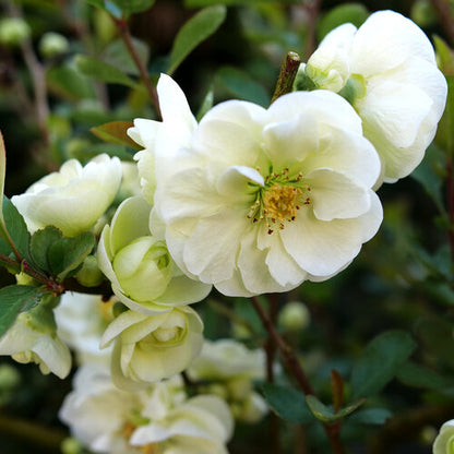Quince Double Take Eternal White 2 Gallon Proven Winners