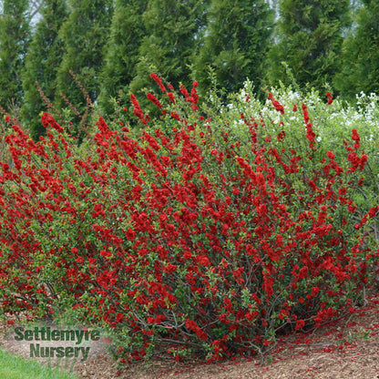 Quince Double Take Scarlet 2 Gallon