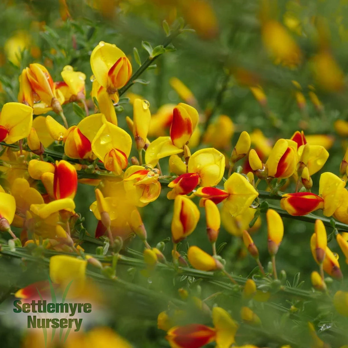 Sister Disco® 'Scotch Broom' 2G