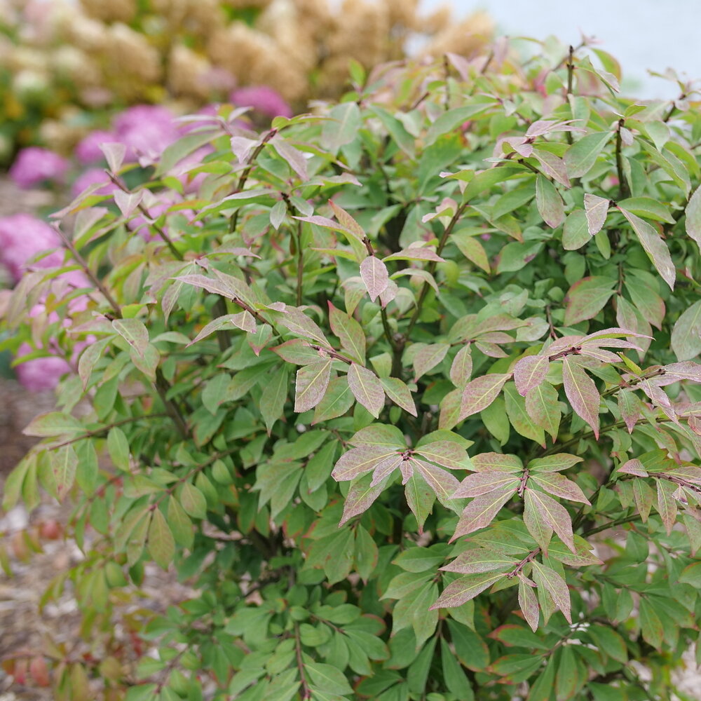 Burning Bush Fire Ball Seedless Proven Winners 2G
