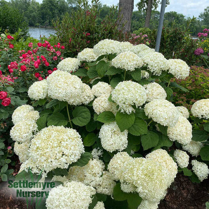 Incrediball Storm Proof Hydrangea