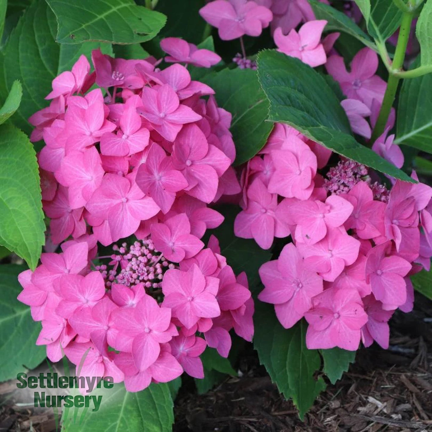 Hydrangea Hot Stepper 3 Gallon Proven Winners