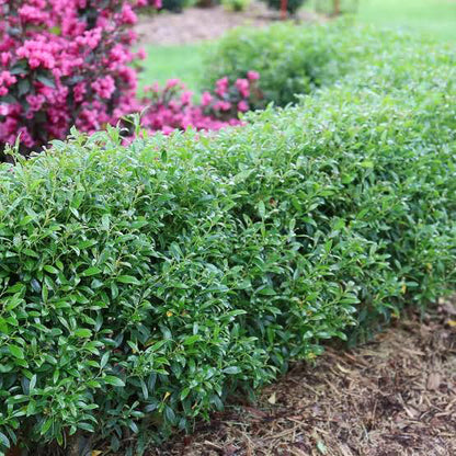 Gem Box® Inkberry Holly 2G