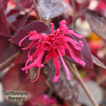 Loropetalum Jazz Hands Velvet Chinese Fringe Flower