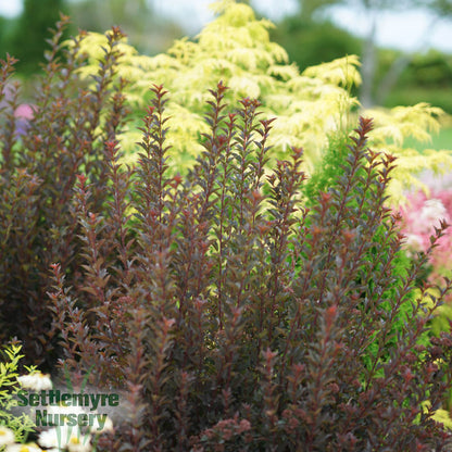 Ninebark Tiny Wine 2 Gallon Proven Winners
