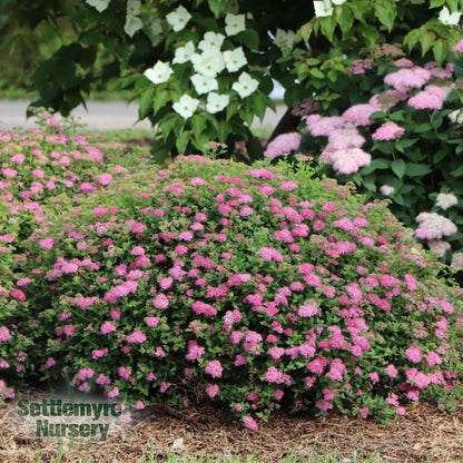Spirea Double Play Princess Proven Winners 2G