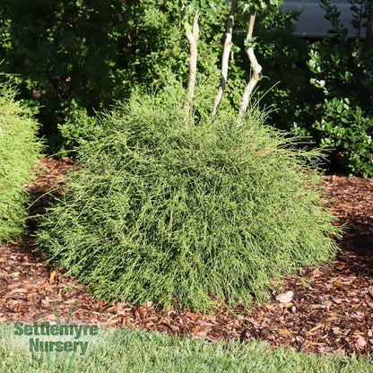 Whip It Good® Arborvitae 2g