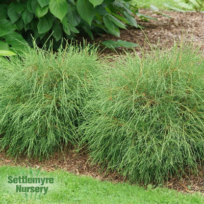 Whip It Good® Arborvitae 2g