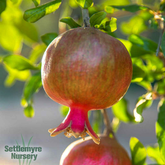 Pomegranate Salavatski 1G