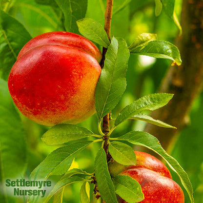 Nectarine Karla Rose 5G