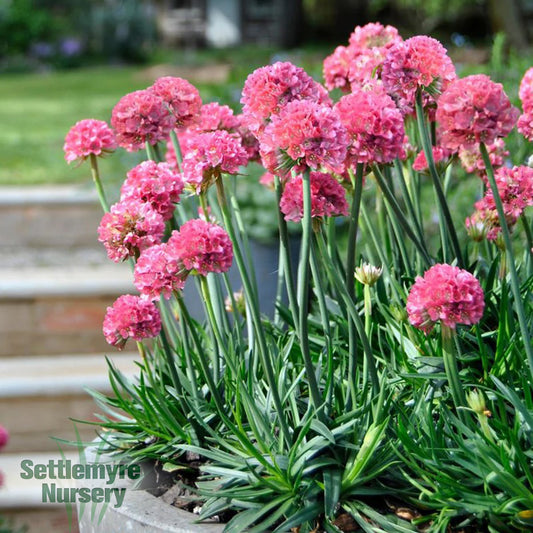 Armeria 1 Gallon