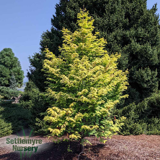 Amber Glow Redwood