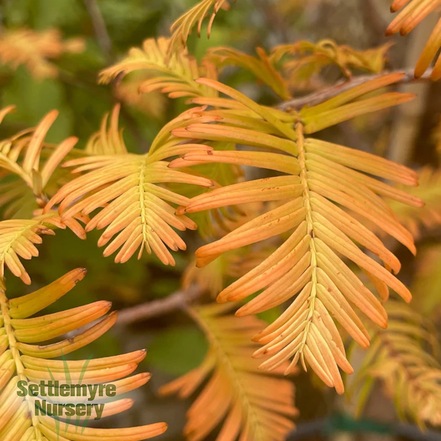 Amber Glow Redwood