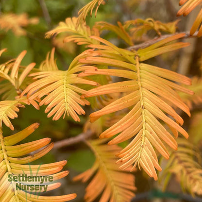 Amber Glow Redwood